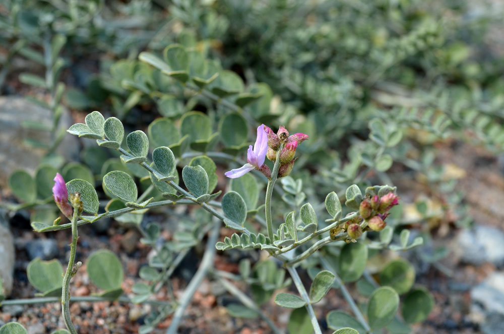 Изображение особи Astragalus managildensis.