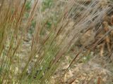 Stipa glareosa