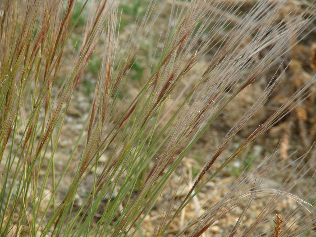 Image of Stipa glareosa specimen.