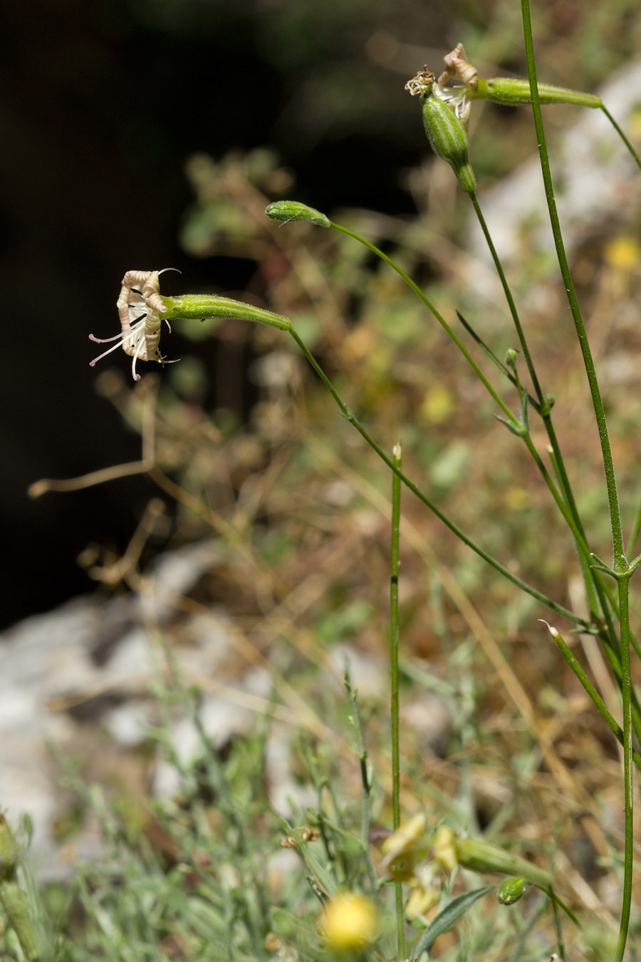 Изображение особи Silene sieberi.