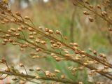 Rorippa barbareifolia. Части соплодий со зрелыми плодами. Магаданская обл., Ольский р-н, окр. пгт Ола, на галечнике вблизи дамбы. 26.08.2017.