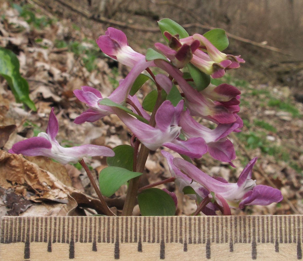 Изображение особи Corydalis caucasica.