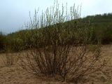 Salix phylicifolia. Цветущее женское растение на влажном лугу. Мурманская обл., Североморский р-н, окр. пос. Росляково. 19.05.2010.