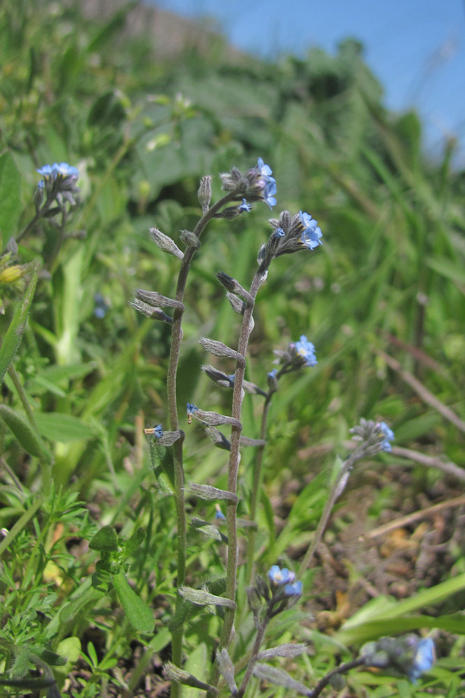 Изображение особи Myosotis incrassata.