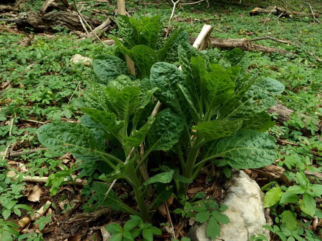 Image of Atropa bella-donna specimen.