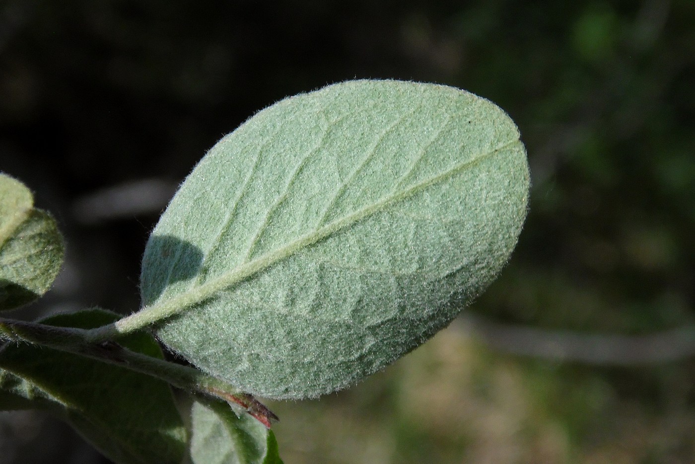 Изображение особи Cotoneaster integerrimus.