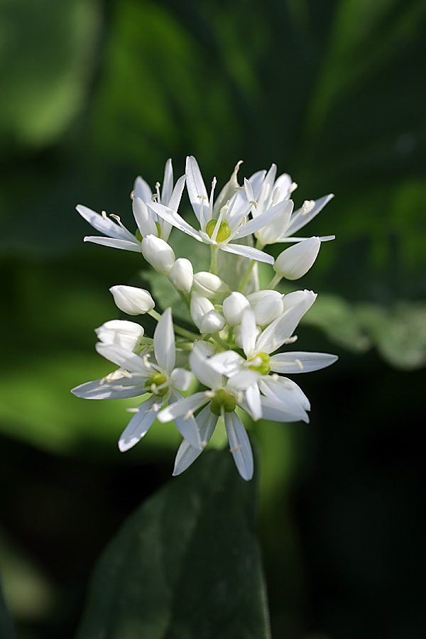 Image of Allium ursinum specimen.