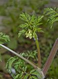 Anthriscus sylvestris