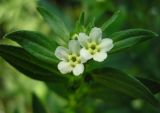 Lithospermum officinale