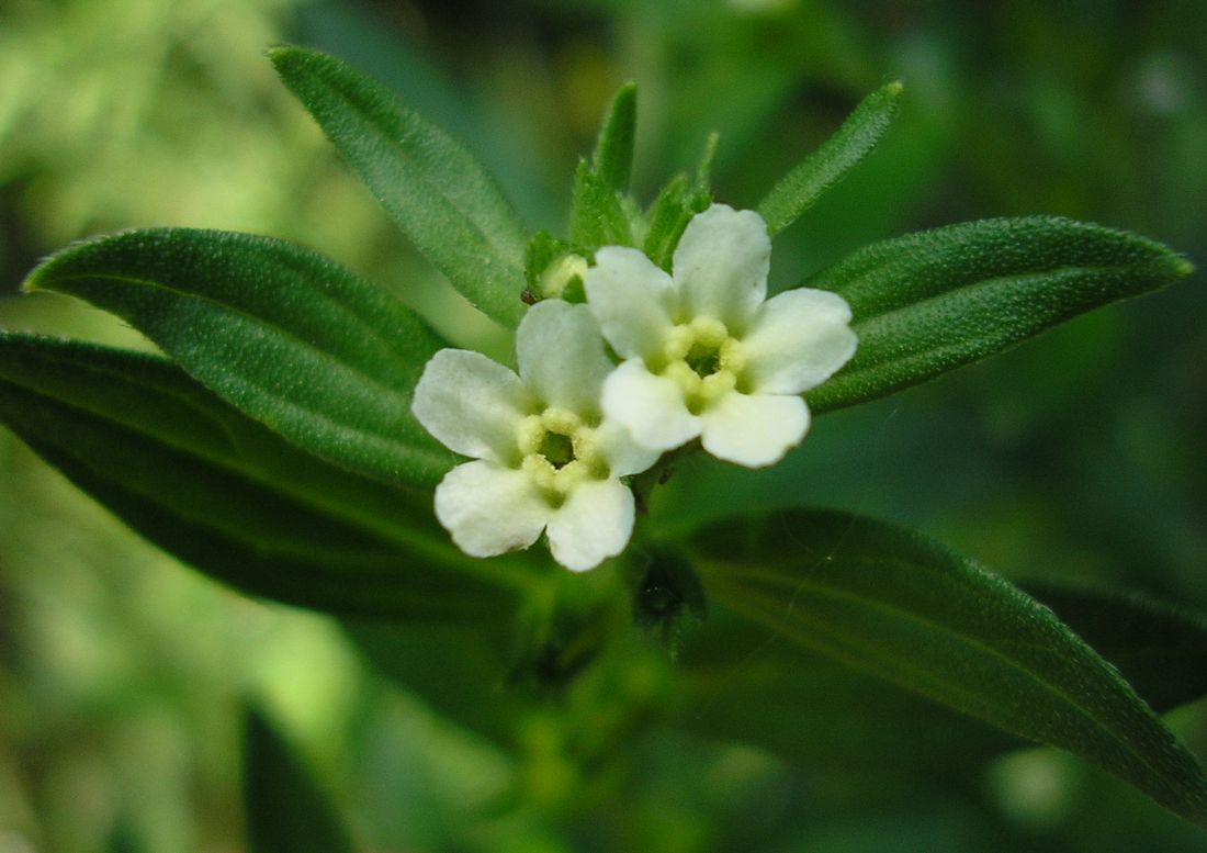 Image of Lithospermum officinale specimen.