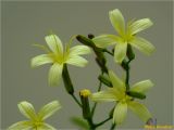 Mycelis muralis