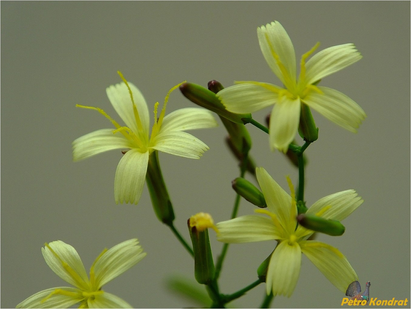 Image of Mycelis muralis specimen.