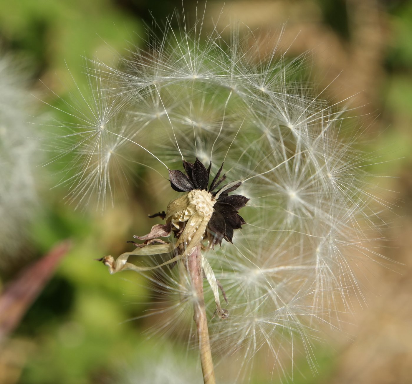 Image of Lactuca tuberosa specimen.