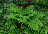 Dryopteris expansa. Взрослое растение. Московская обл., Орехово-Зуевский р-н, долина р. Нерская, хвойно-лиственный лес. 14.06.2018.