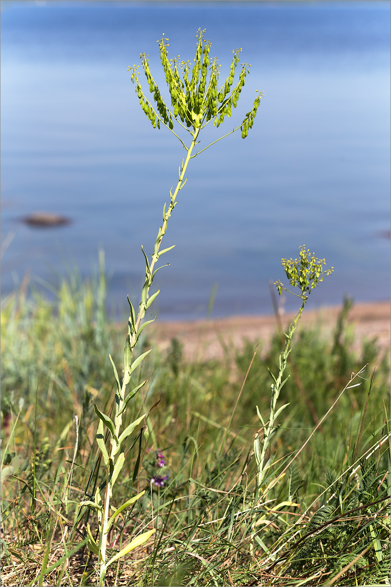 Image of Isatis tinctoria specimen.