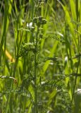 Achillea millefolium. Верхушка побега с бутонизирующим соцветием. Пермский край, Верещагинский р-н, окр. дер. Усть-Сепыч, долина р. Лысьва, луг. 7 июля 2018 г.