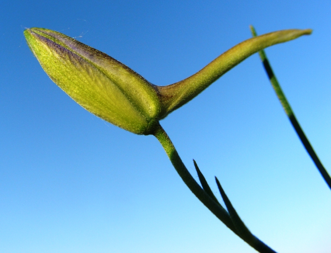 Image of Delphinium paniculatum specimen.