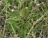 Taraxacum erythrospermum