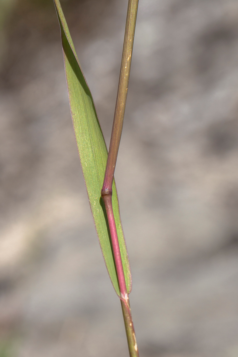 Изображение особи Phleum phleoides.