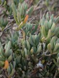 Lampranthus falcatus