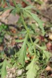 Verbena officinalis