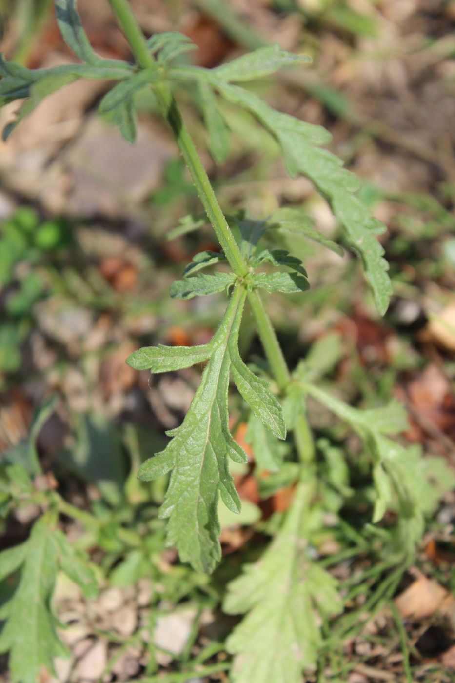 Изображение особи Verbena officinalis.