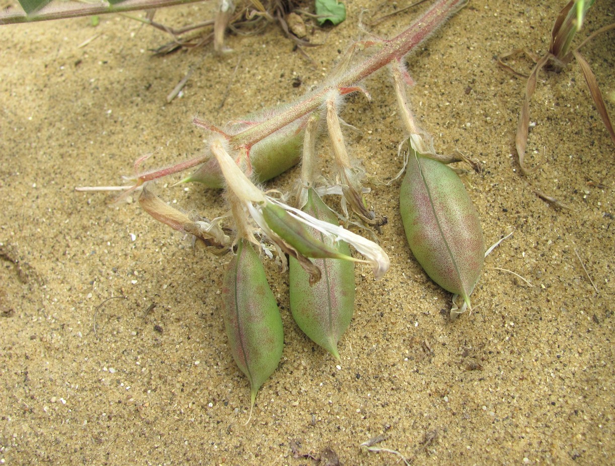 Изображение особи Astragalus longipetalus.