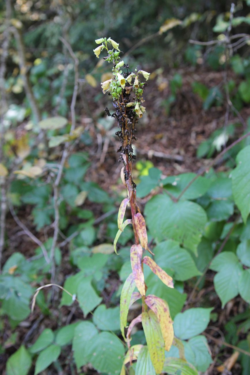 Image of Digitalis ferruginea specimen.