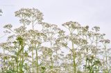 Valeriana wolgensis