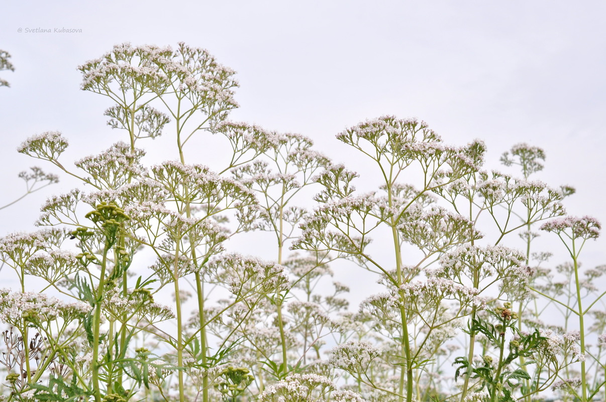 Image of Valeriana wolgensis specimen.