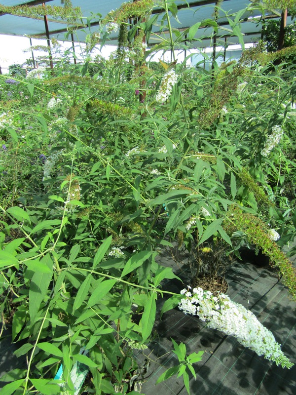 Изображение особи Buddleja davidii.