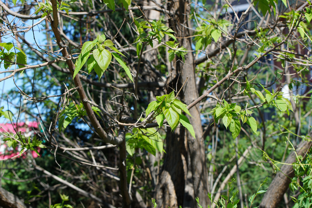 Image of Catalpa bignonioides specimen.