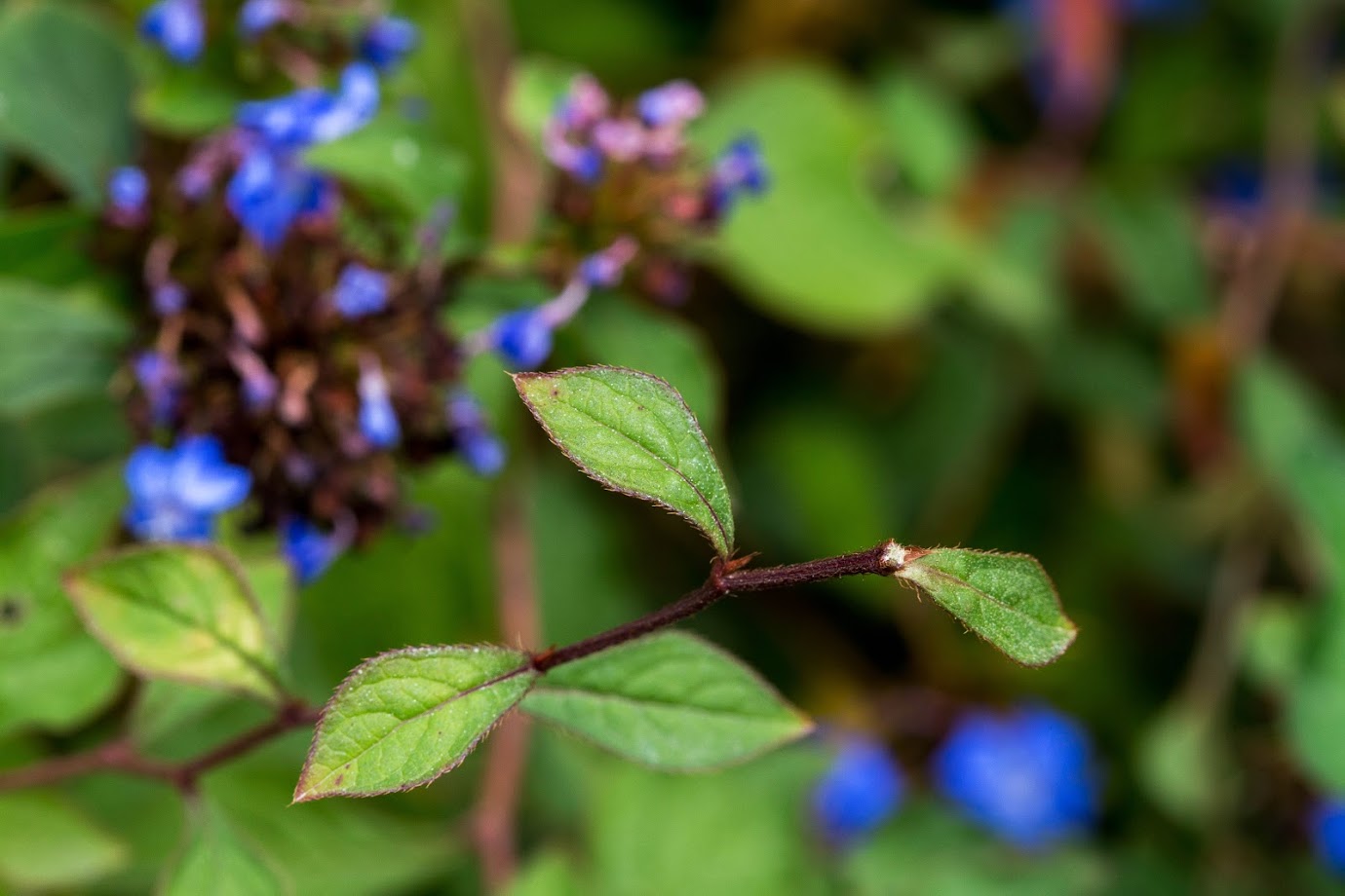 Изображение особи Ceratostigma plumbaginoides.