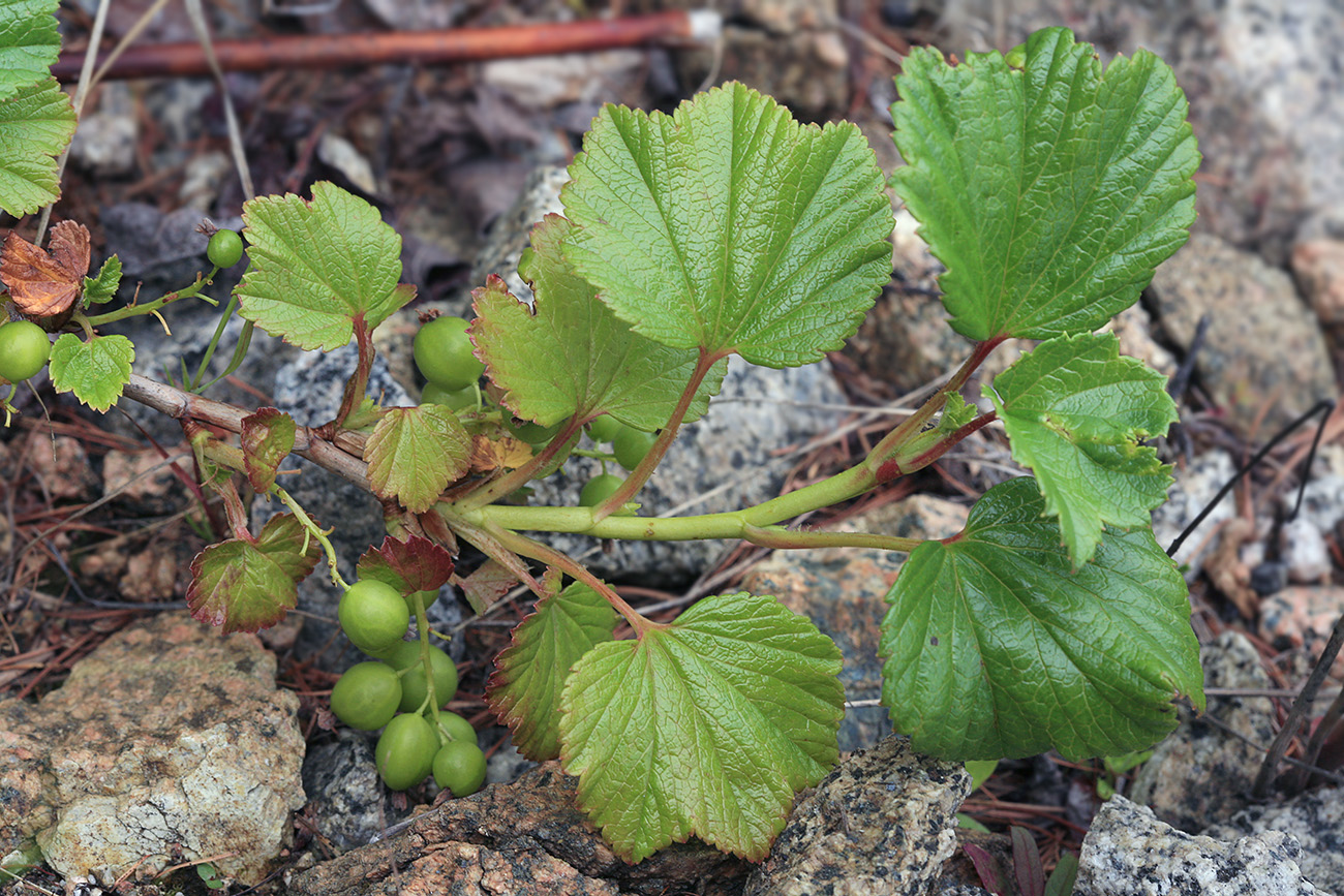 Image of Ribes procumbens specimen.