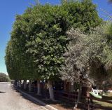 Ficus microcarpa