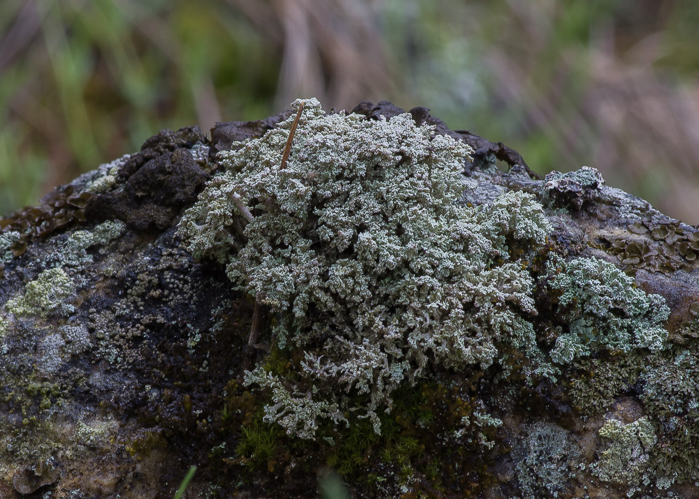 Image of genus Stereocaulon specimen.