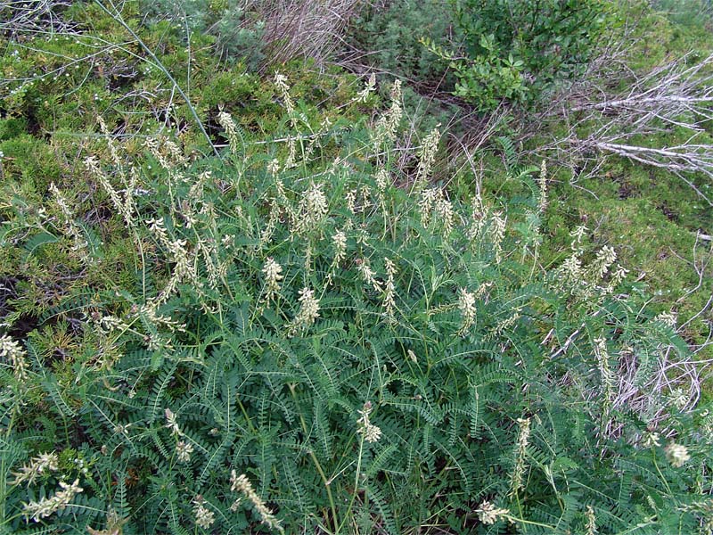Image of Astragalus falcatus specimen.