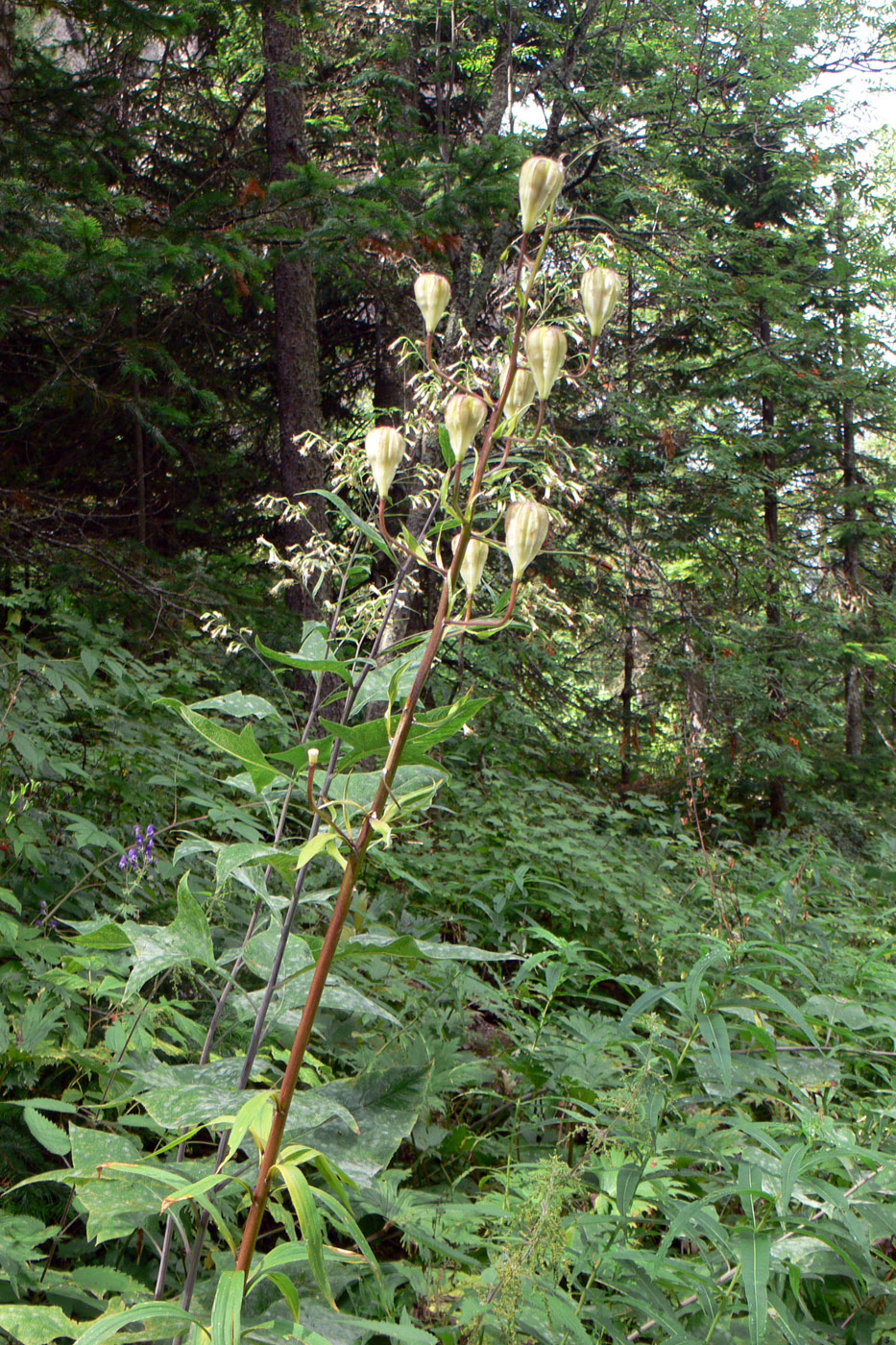 Image of Lilium pilosiusculum specimen.
