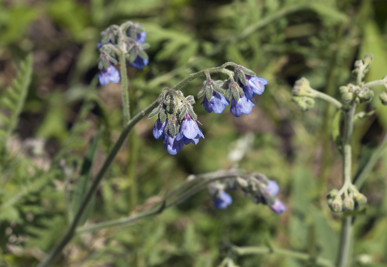 Изображение особи Lindelofia macrostyla.