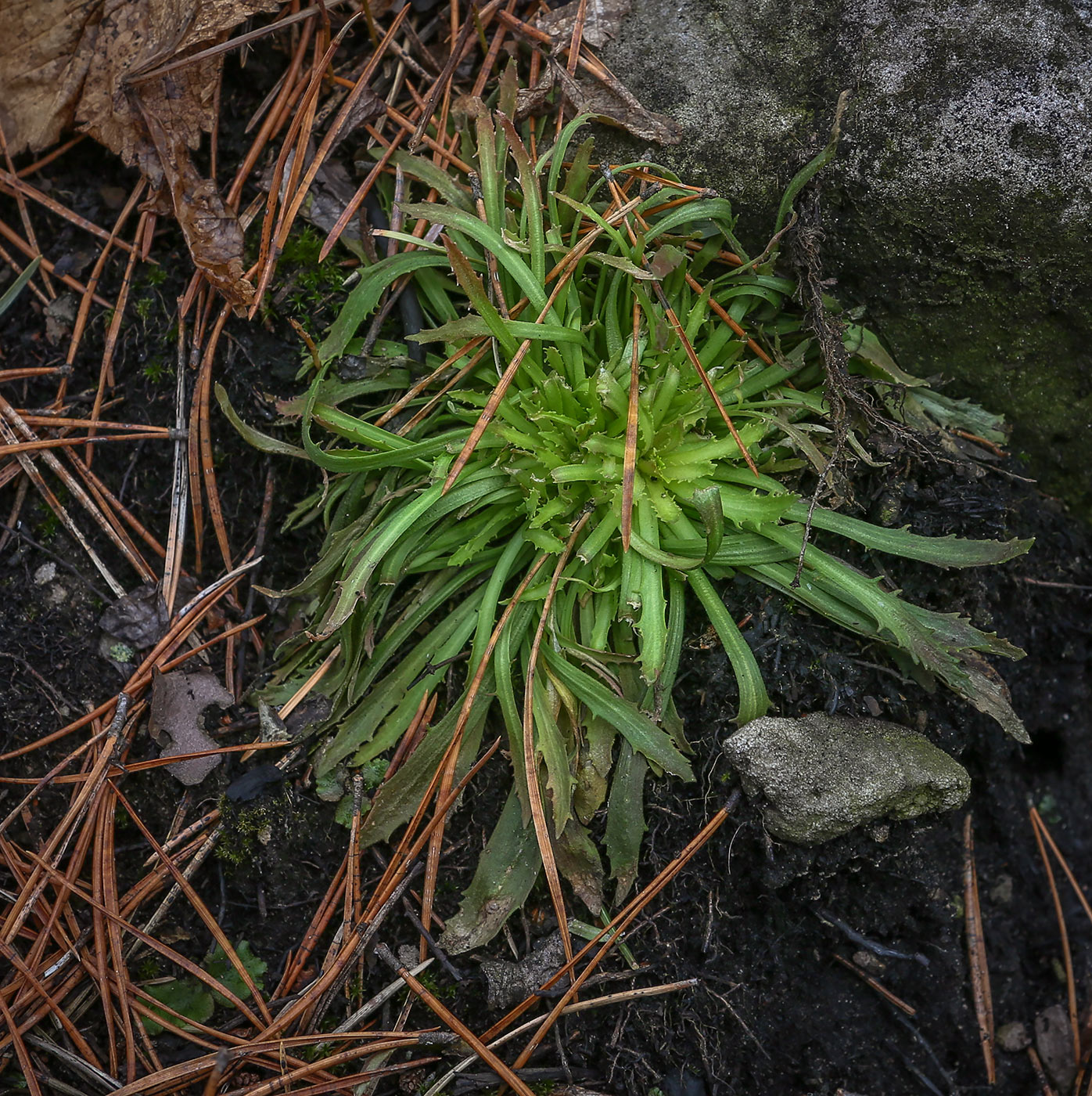 Image of class Magnoliopsida specimen.