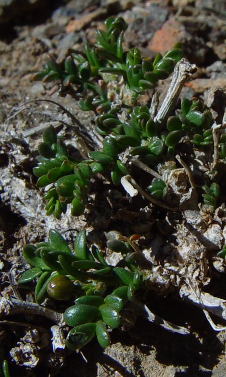 Image of Zygophyllum iliense specimen.