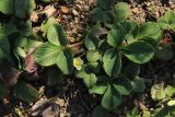 Fragaria × ananassa