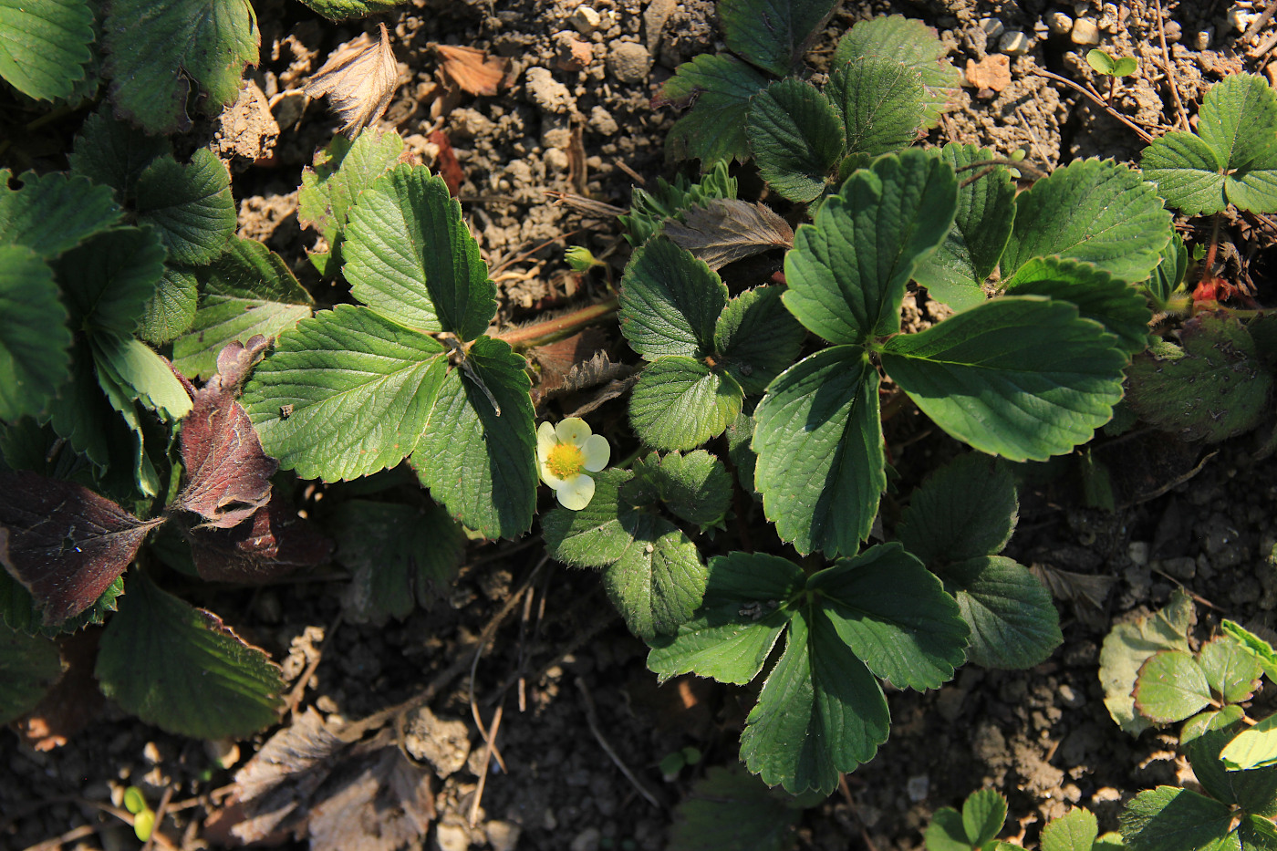 Image of Fragaria &times; ananassa specimen.