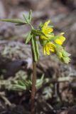 Gymnospermium altaicum