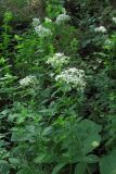 Galium rubioides. Цветущие растения. Крым, Байдарская долина. 2 июля 2010 г.