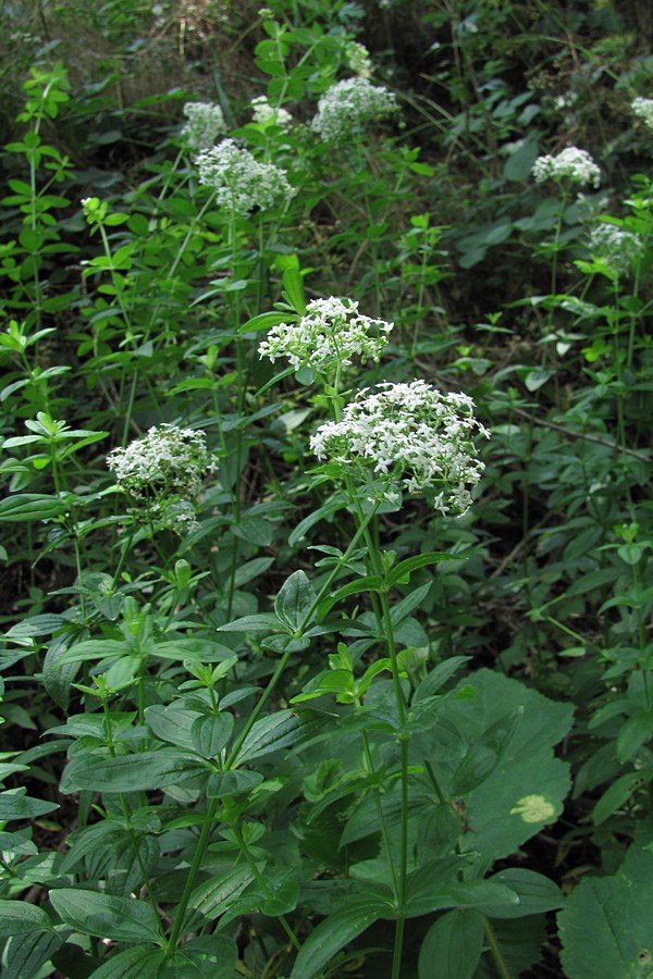 Изображение особи Galium rubioides.