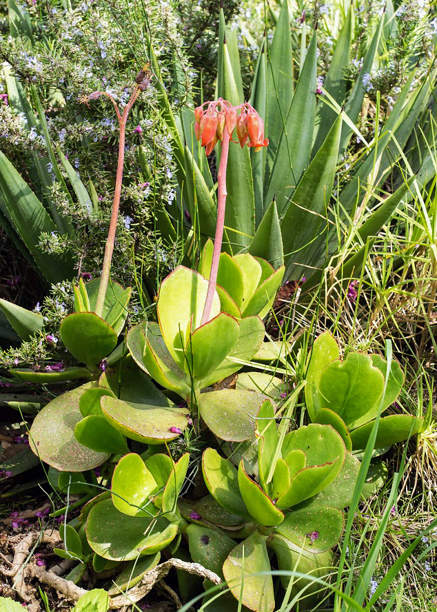 Изображение особи Cotyledon orbiculata.