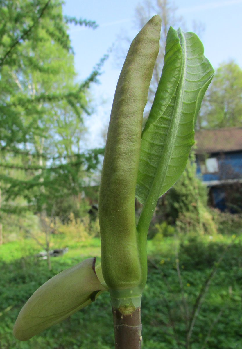 Изображение особи Magnolia hypoleuca.