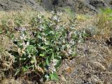 Phlomis nubilans