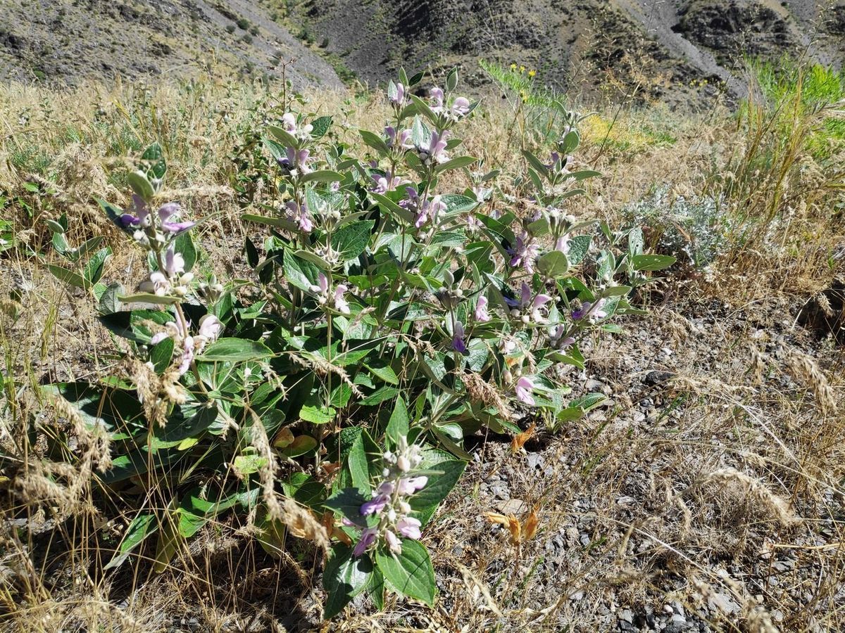 Image of Phlomis nubilans specimen.